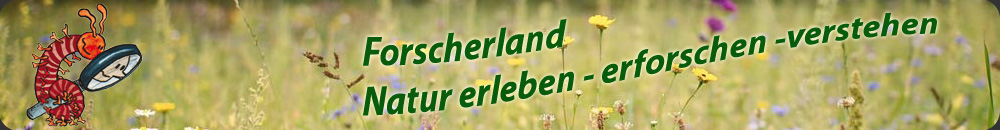 Logo der Organisation Forscherland
