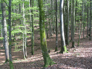 Ökosystem Wald