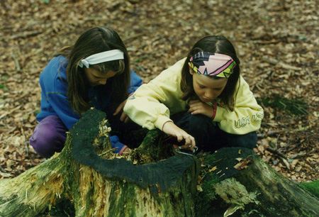 Tierspuren und Bodentiere