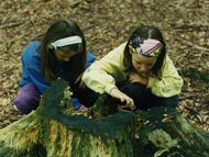 Tierspuren und Bodentiere